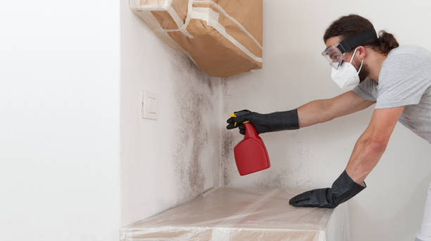 Basement Mold Remediation treatment on basement walls in Boon