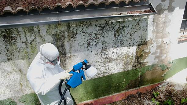 Mold Remediation service in Boon, Boon, MI